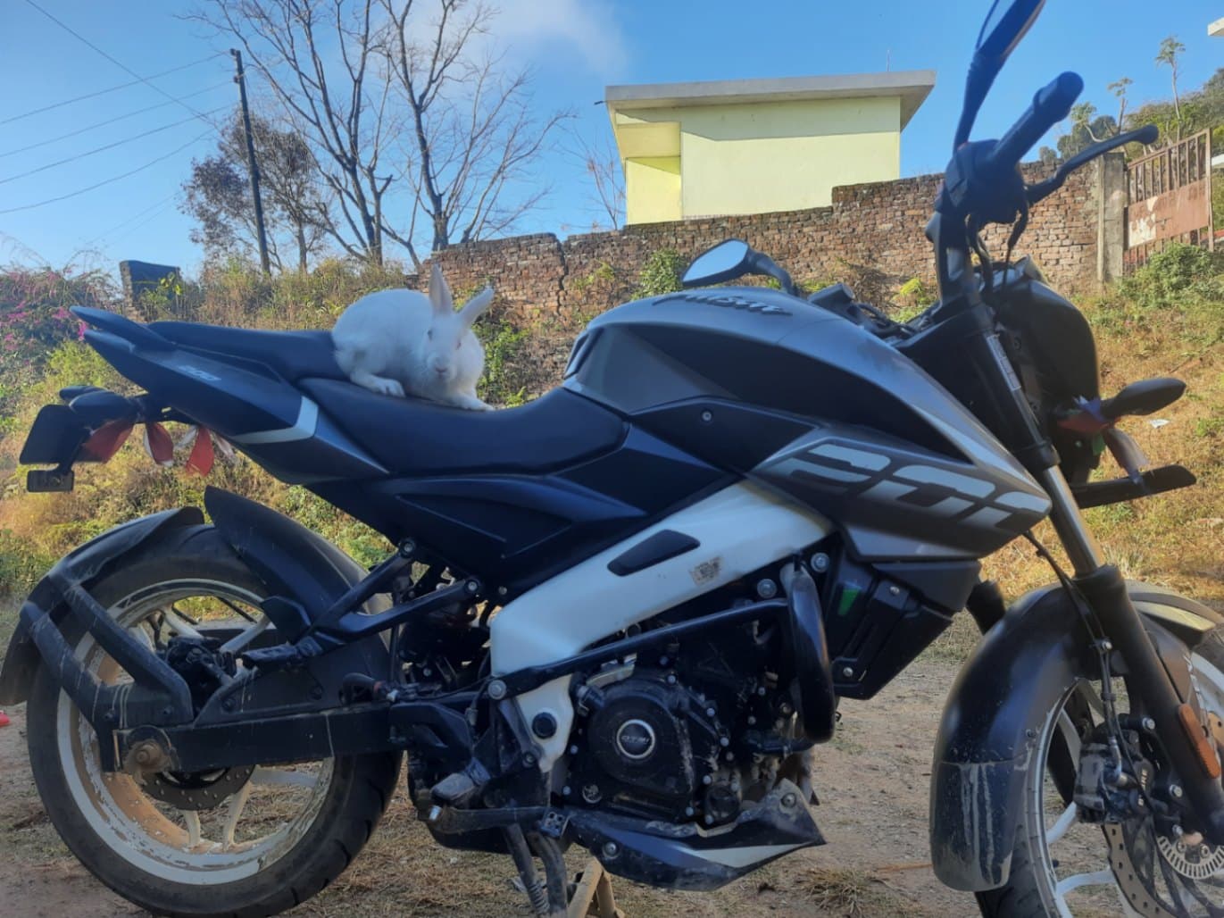 2021 Bajaj Pulsar NS 200 ABS image